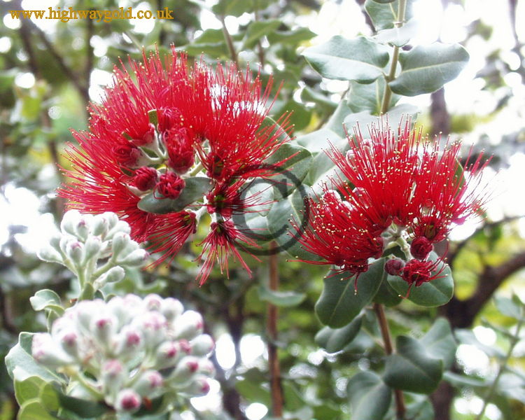 Metrosideros polymorpha