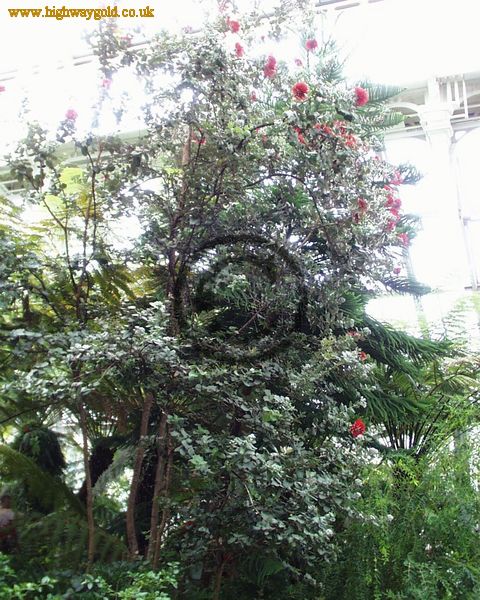 Metrosideros polymorpha