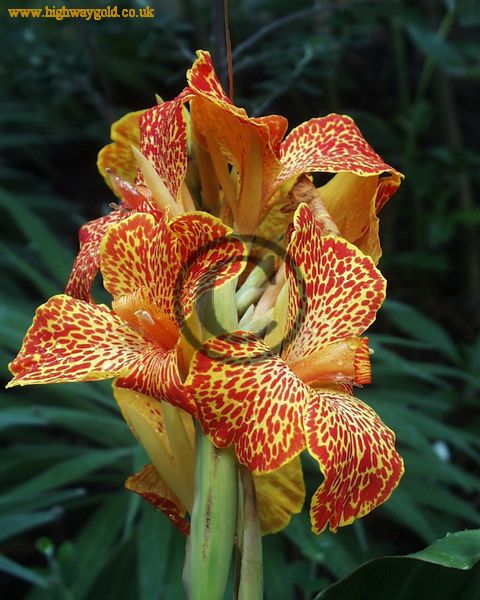 Canna x generalis 'Meyerbeer'