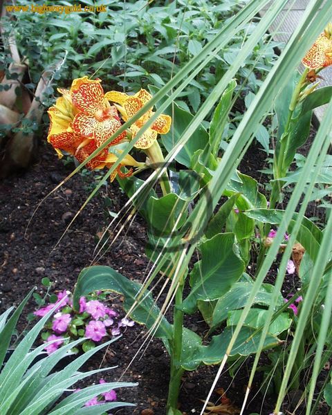 Canna x generalis 'Meyerbeer'