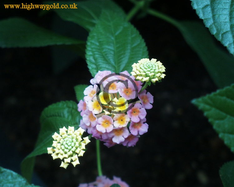 Lantana camara