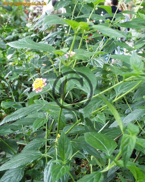 Lantana camara
