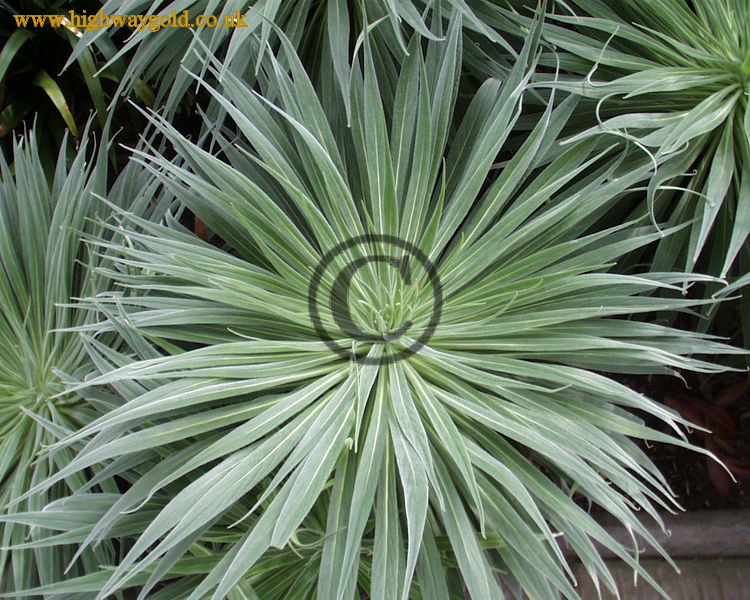 Echium wildpretii
