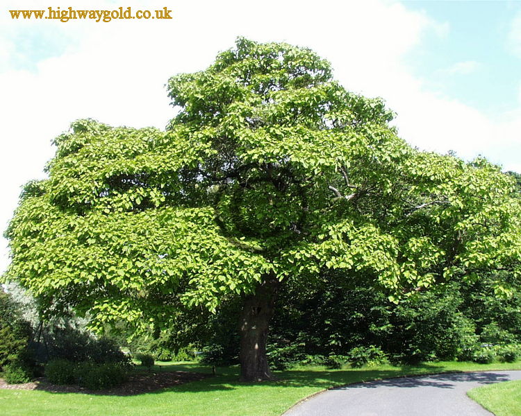 Catalpa bignonioides
