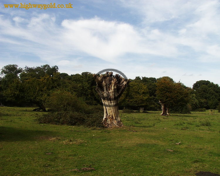 Hatfield Forest