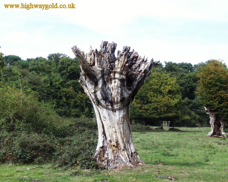 Hatfield Forest