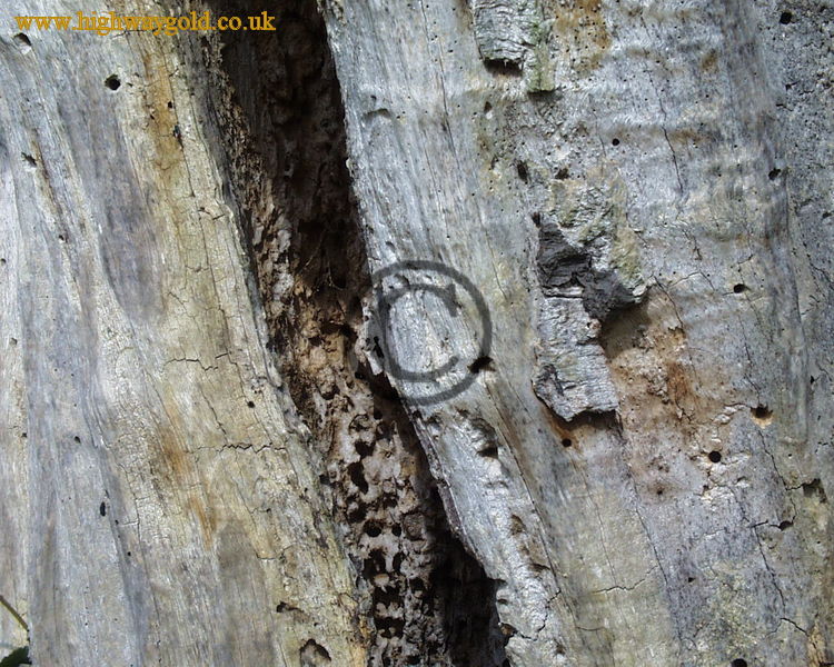 Hatfield Forest