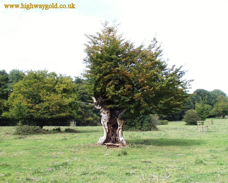 Hatfield Forest