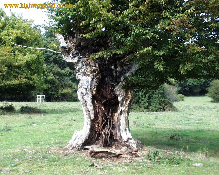Ancient Tree