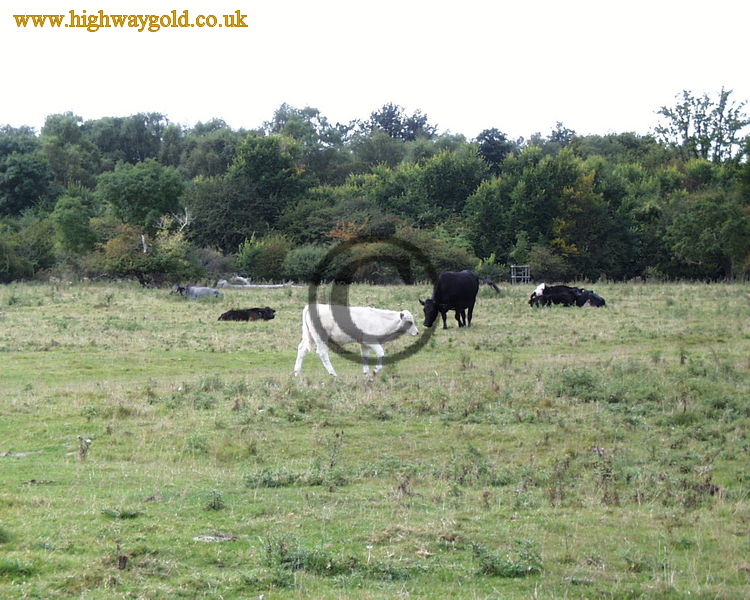 Hatfield Forest