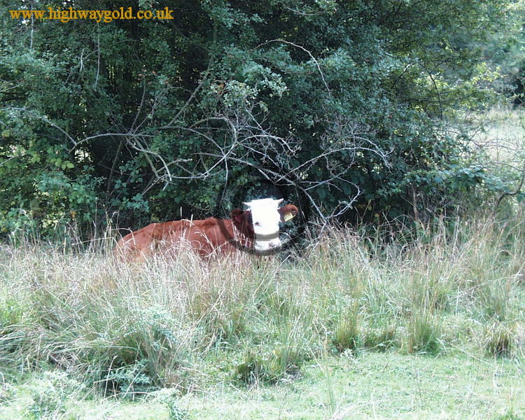 Hatfield Forest