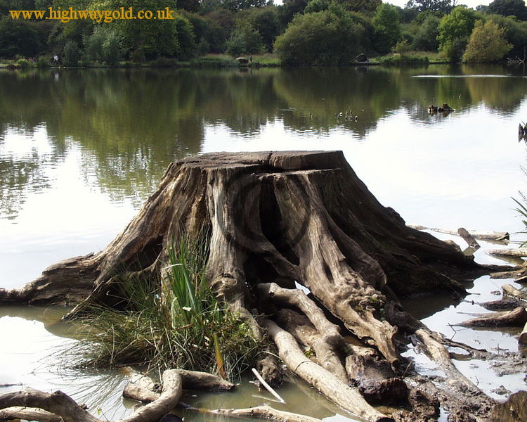 Tree Stump