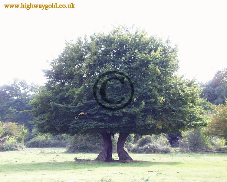 Ancient pollarded Hornbeam