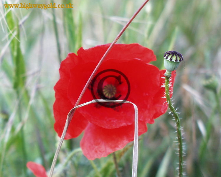 Poppy Seedpod