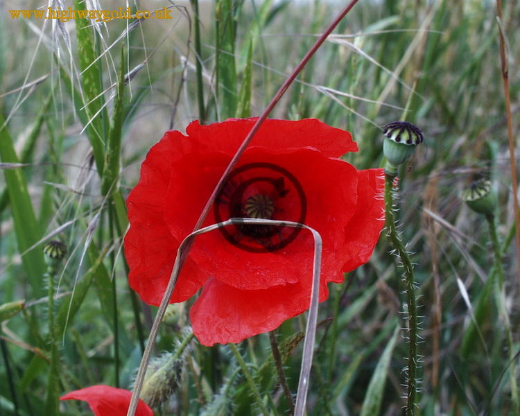 Poppy Flower