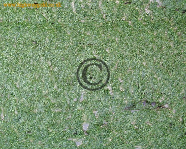 Seaweed on the rocks