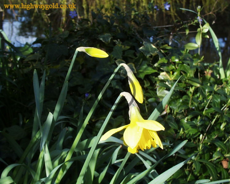 Daffodils