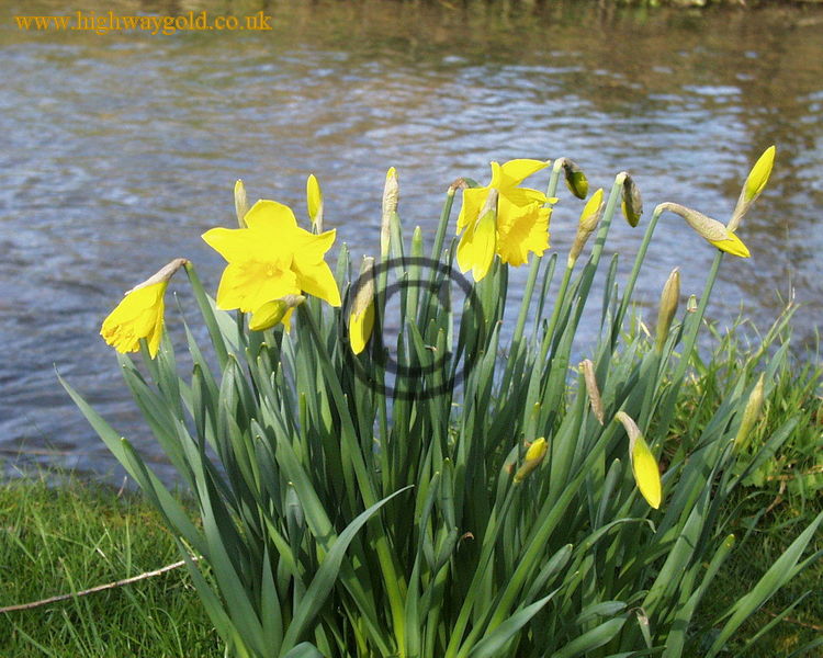 A bunch of daffodils growing on the riverbank