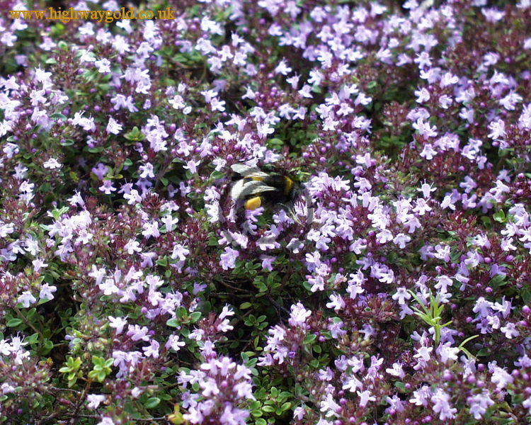 Thymus serpyllum