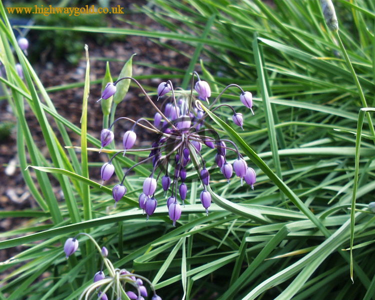 Allium macranthum