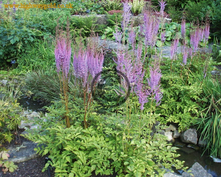 Astilbe rivularis