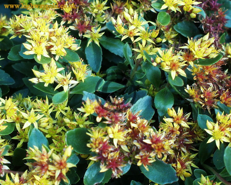 Sedum kamtschaticum
