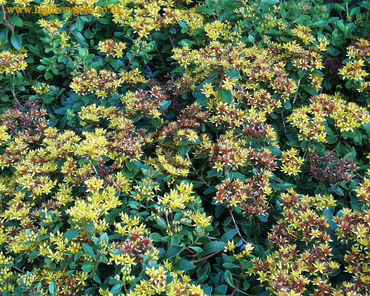 Sedum kamtschaticum
