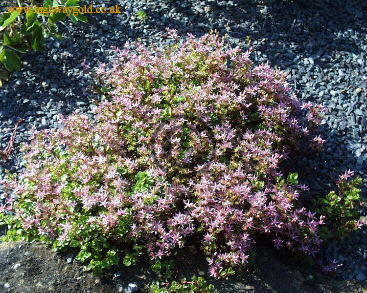 Sedum stoloniferum