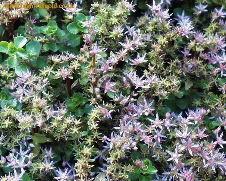 Sedum stoloniferum