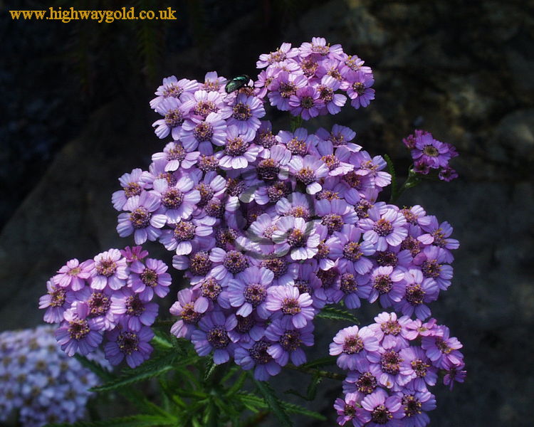 Achillea sibirica var pulchra