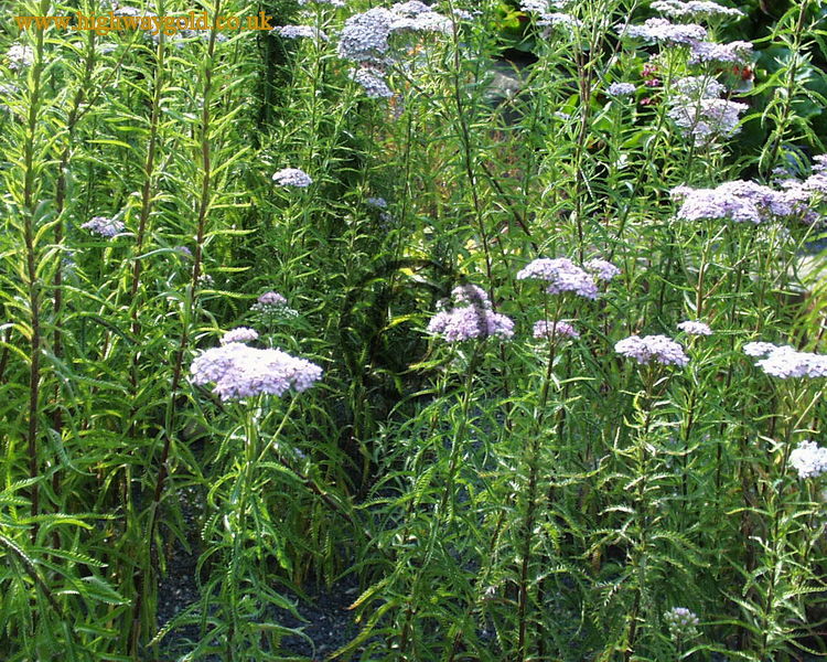 Achillea sibirica var pulchra