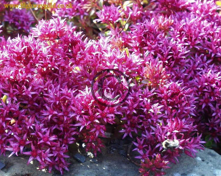 Sedum spurium