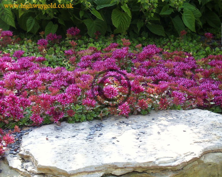 Sedum spurium
