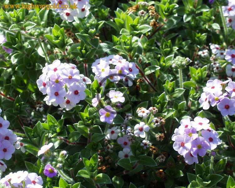 Androsace lanuginosa