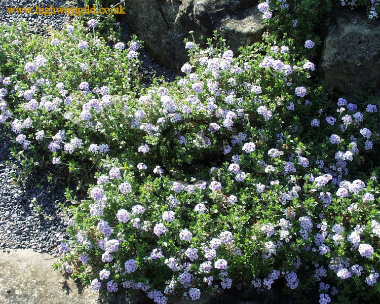 Androsace lanuginosa
