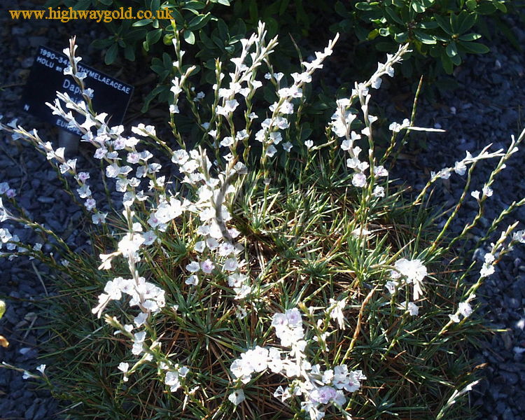 Acantholimon bracteatum var. capitatum