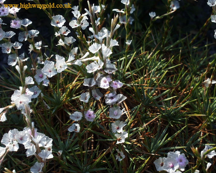 Acantholimon bracteatum var. capitatum