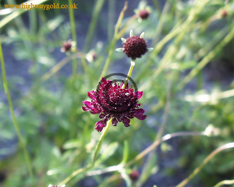 Scabiosa atropurpurea