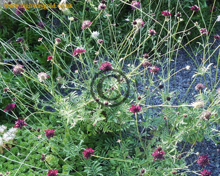 Scabiosa atropurpurea