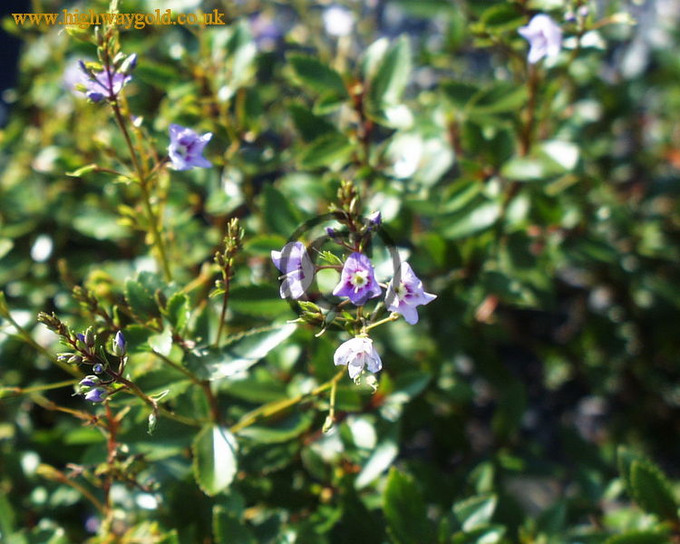 Parahebe catarractae