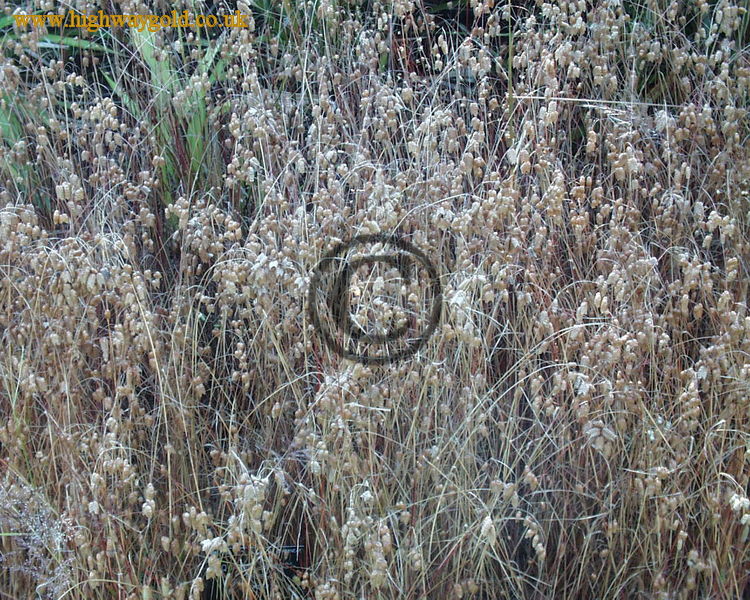 Briza maxima