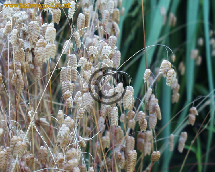 Briza maxima