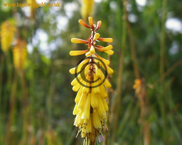 Kniphofia pauciflora