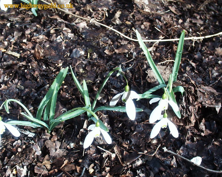Snowdrops
