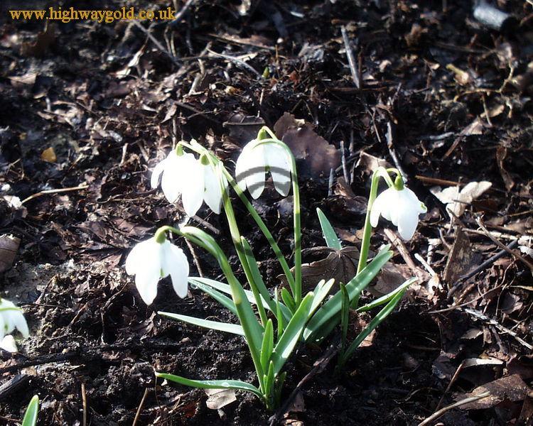 Snowdrops