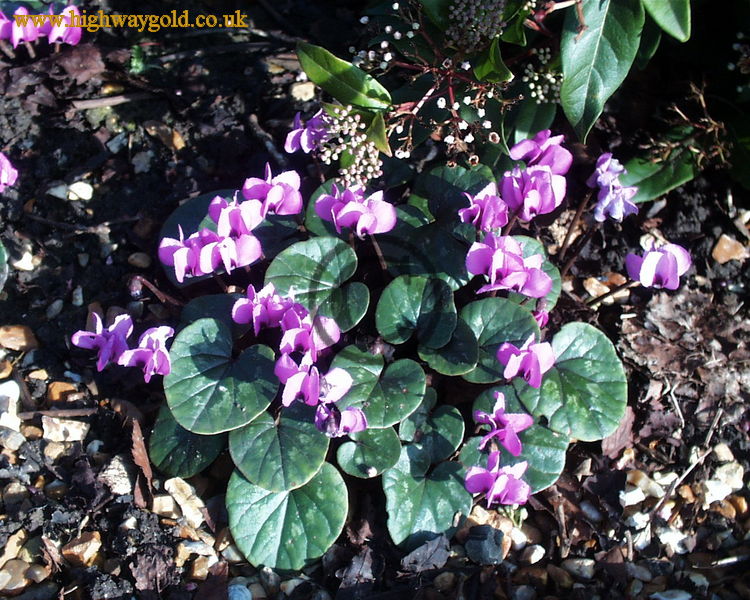 Cyclamen