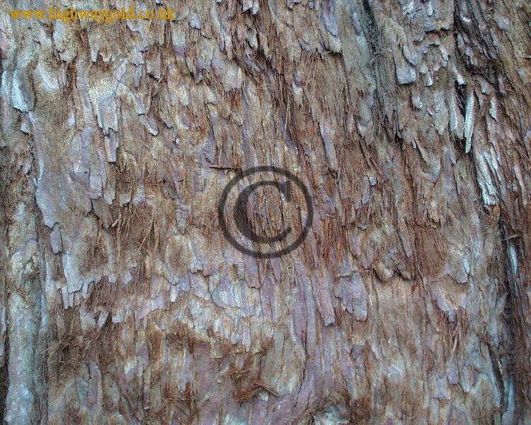 Bark