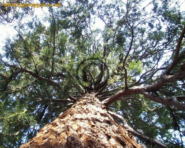 Giant Redwood in the grounds of the Abbey