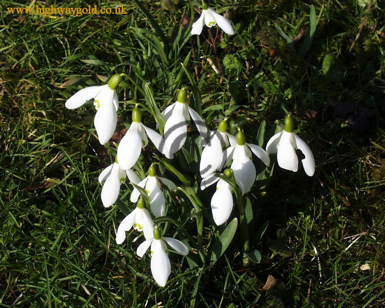 Snowdrops