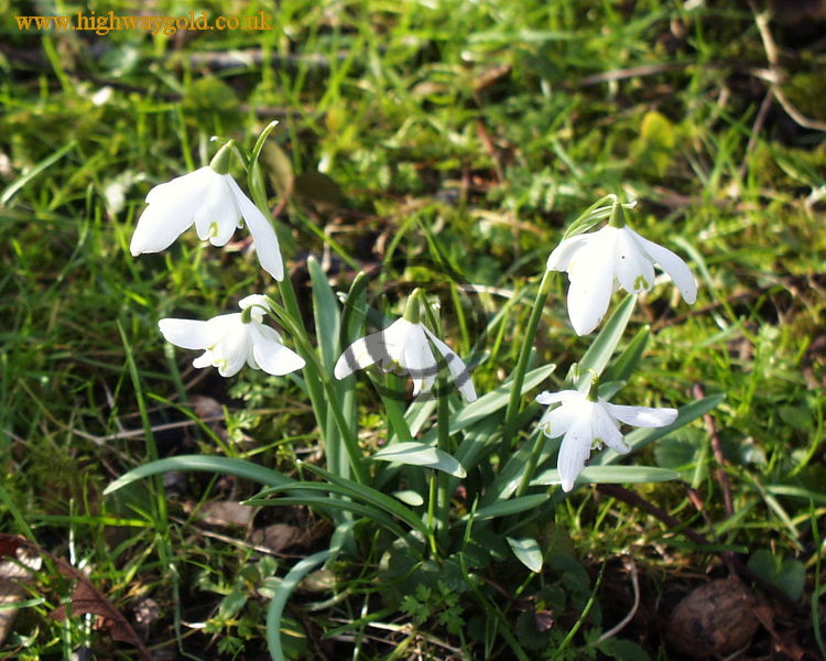 Snowdrops